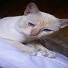 foto do perfil molly